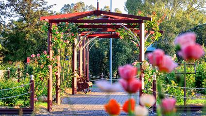 Cowra Rose Garden